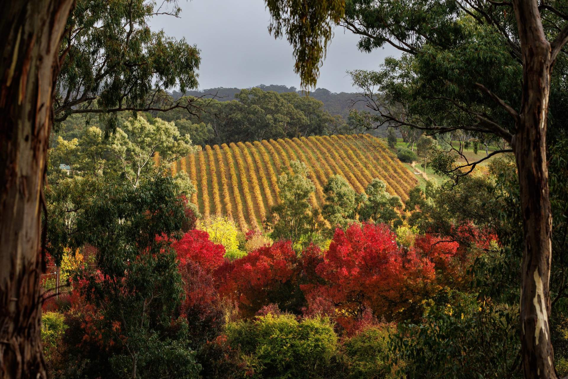 Autumn in the Clare Valley Matt Turner reduced